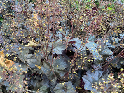 Bio-Lila Glockenblume - Heuchera micrantha 'Palace Purple'