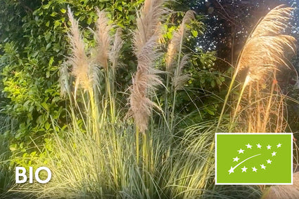 Biologisch Pampasgras - Cortaderia selloana