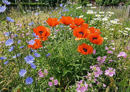 Orientalischer Mohn - Papaver orientale 'Brilliant'