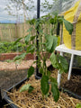 Paprika - Capsicum annuum - Süßer Spitzpaprika