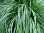 Bio-Neunaugengras - Pennisetum alopecuroides 'Hameln'