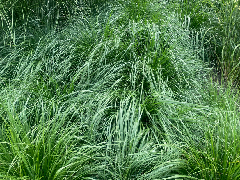 Neunaugengras - Pennisetum alopecuroides 'Hameln' TIPP