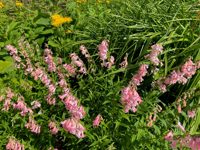 Schlangenkopf - Penstemon 'Apple Blossom'