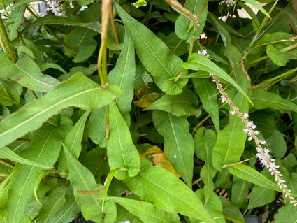 Staudenknöterich - Persicaria amplexicaulis 'Alba'