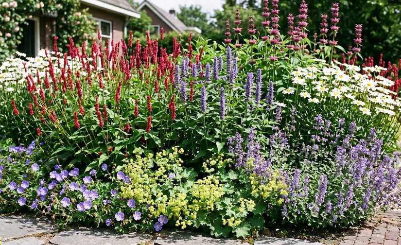  Persicaria amplexicaulis (links) in border met Dropplant 'Agastache', Margriet 'Leucanthemum' en roze Brandkruid 'Phlomis'. Zet verder Geraniums rozanne, Vrouwenmantel 'Alchemilla' of Kattenkruid 'Nepeta'
