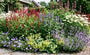  Persicaria amplexicaulis (links) in border met Dropplant 'Agastache', Margriet 'Leucanthemum' en roze Brandkruid 'Phlomis'. Zet verder Geraniums rozanne, Vrouwenmantel 'Alchemilla' of Kattenkruid 'Nepeta'
