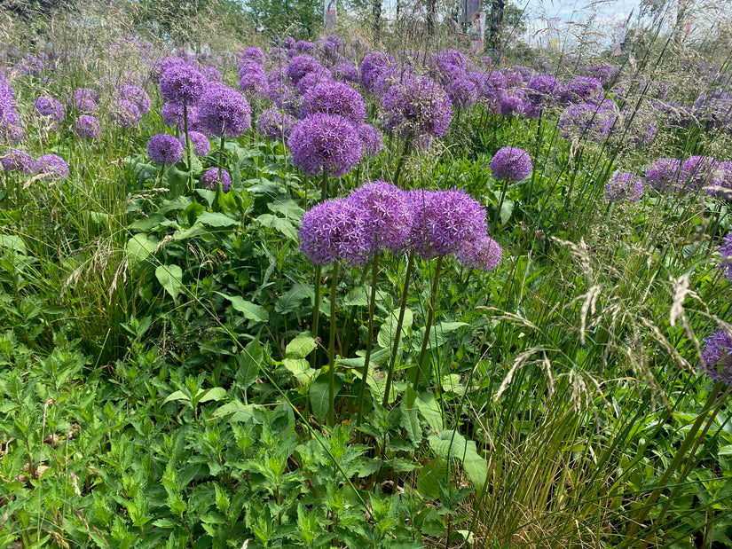 persicaria amplex met trilgras en reuzensierui allium