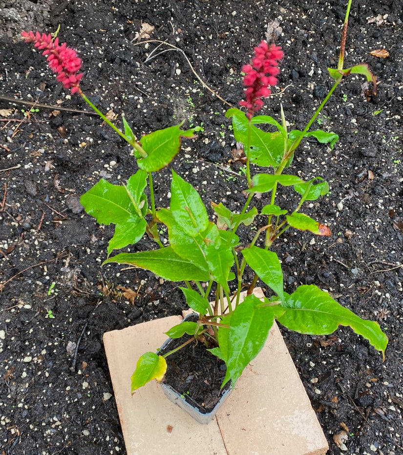 Staudenknöterich - Persicaria amplexicaulis 'Pink Elephant'