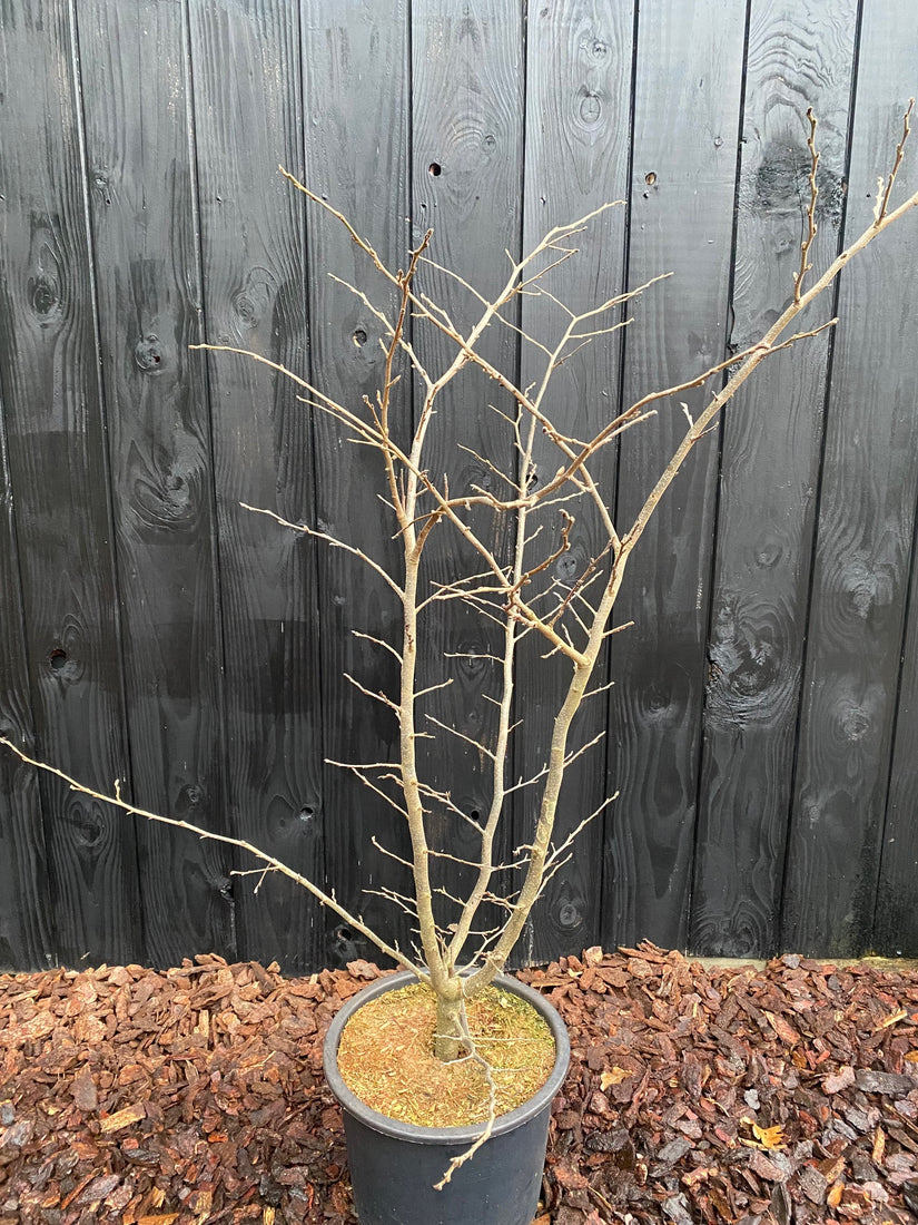 Parrotia Persica meerstammig winterbeeld in c20 pot