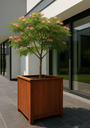 Persischer Seidenbaum (Grün) - Albizia julibrissin 'Ombella'