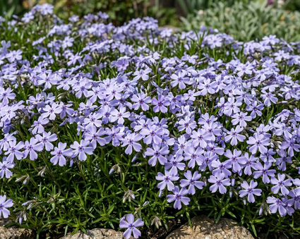 Phlox (Lila/blau) - Phlox 'Benita'