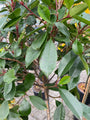 Glanzmispel - Photinia x fraseri 'Red Robin'