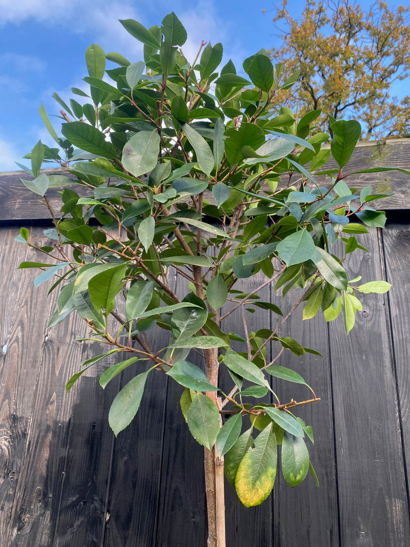 Glanzmispel Photinia 'Red Robin' Hochstämmiger Baum