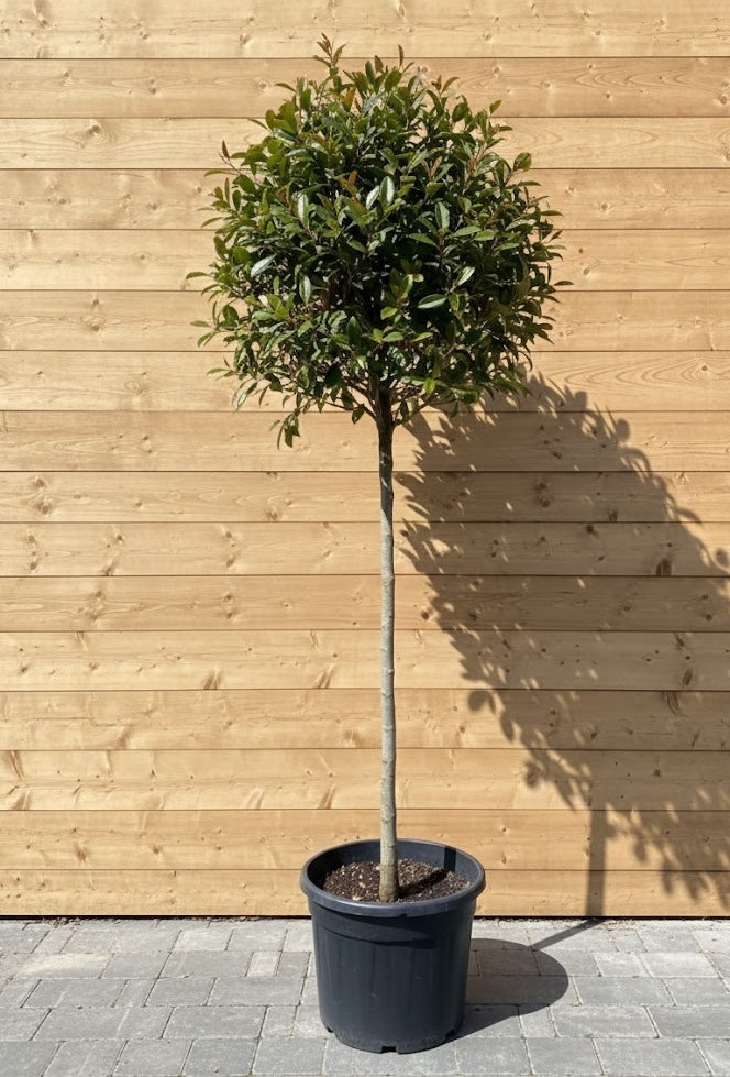 Photinia 'Red Robin' Halbstammbaum