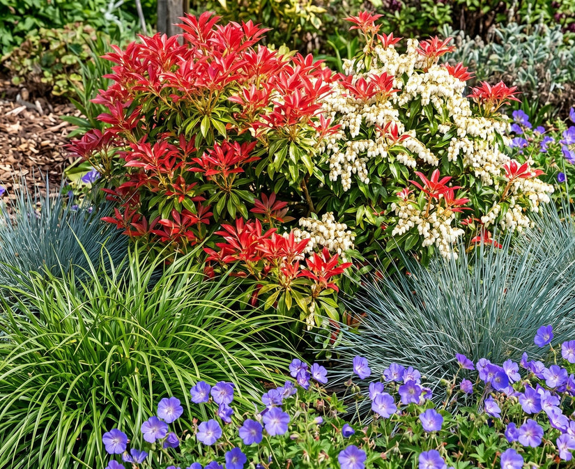 Pieris jap. 'Mountain Fire' in border met blauw schapengras en zegge carex en geranium rozanne
