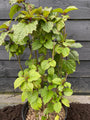 Kansenboom - Clerodendrum trichotomum (Erdnussbutterbaum)