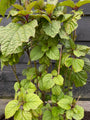 Kansenboom - Clerodendrum trichotomum (Erdnussbutterbaum)