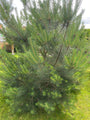 Waldkiefer - Pinus sylvestris