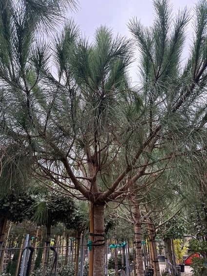 Schirmkiefer - Pinus pinea (Kiefer)