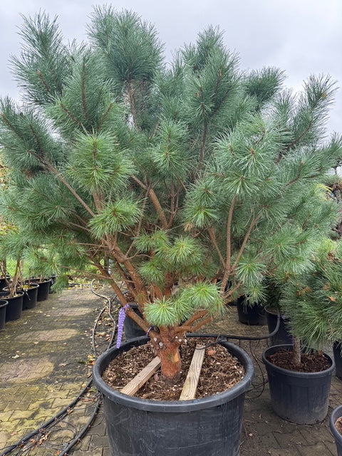 Waldkiefer - Pinus sylvestris 'Watereri' (Bonsai)