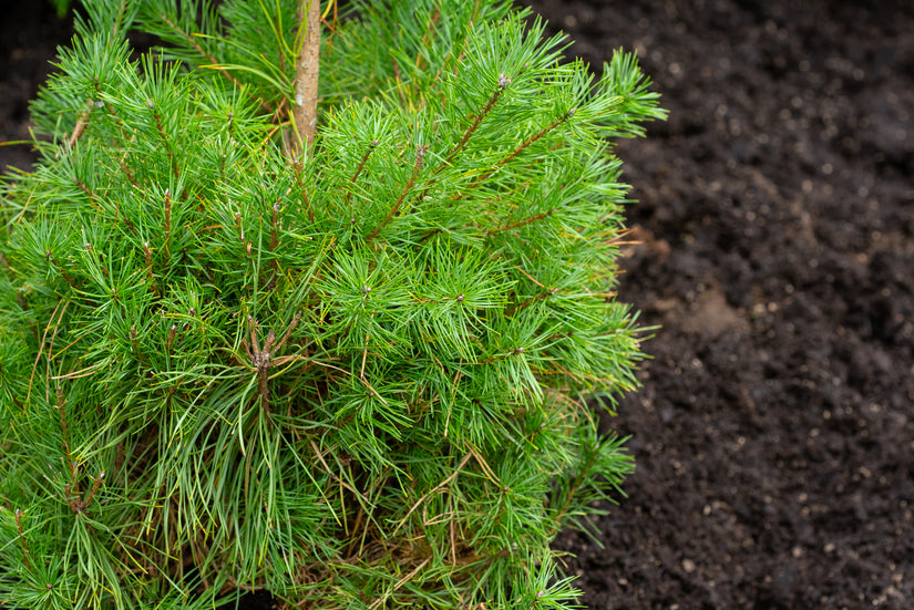 Waldkiefer - Pinus sylvestris