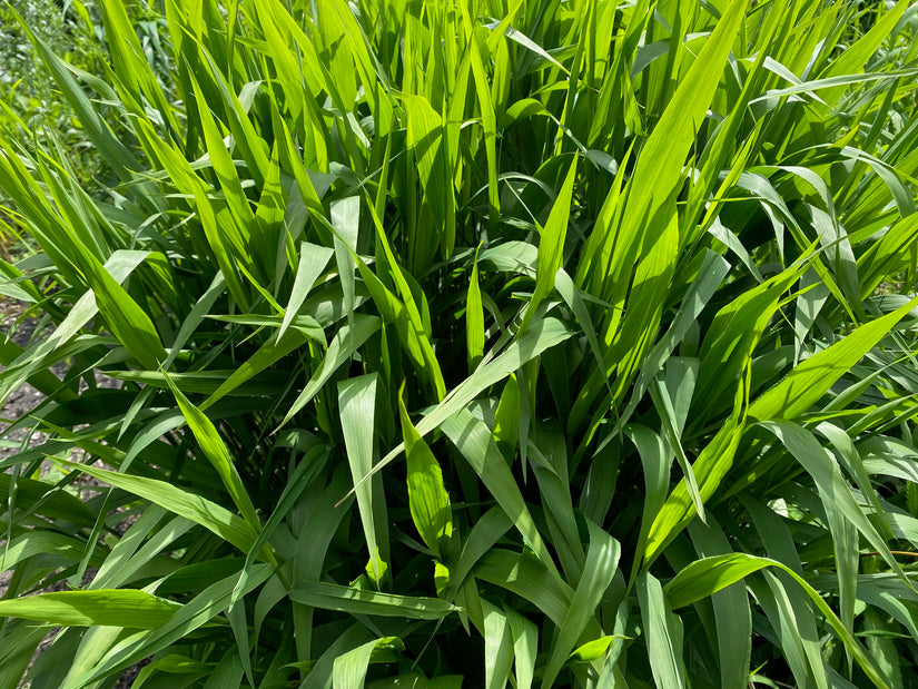 Flachgras - Chasmanthium latifolium