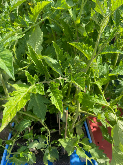 Roma-Tomate oder Pomodoro-Tomate - Solanum lycopersicum