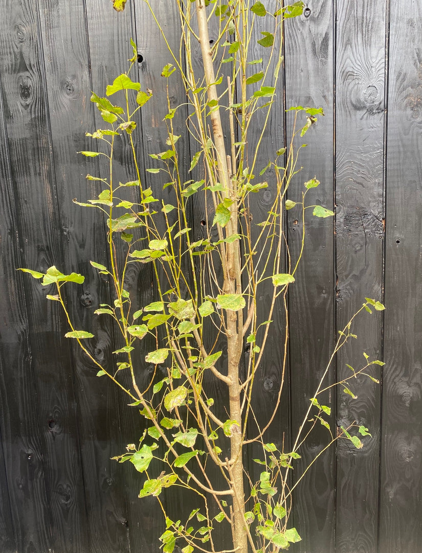 Italienische Säulenpappel - Populus nigra 'Italica'