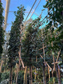 Portugiesischer Lorbeer als Spalierbaum - Prunus lusitanica Angustifolia - immergrün
