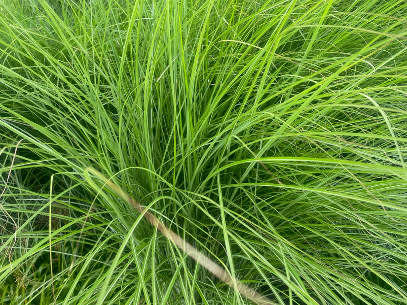 Prächtiges Schilfrohr - Miscanthus sinensis 'Gracillimus'