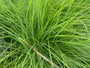 Prächtiges Schilfrohr - Miscanthus sinensis 'Gracillimus'