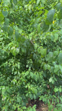 Fieberbusch - Lindera Benzoe