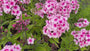 Phlox - Phlox 'Bright Eyes'