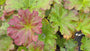 Schildblatt 'Darmera peltata'