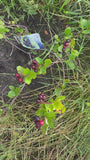 Apfelbeere - Aronia prunifolia 'Viking'