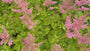Plume Spirea - Astilbe chinensis 'Visions in Pink'