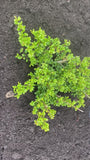 Japanische Stechpalme - Ilex crenata 'Green Hedge'