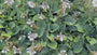Herzlilie - Hosta tardiana 'Halcyon'