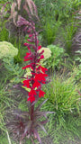Lobelie - Lobelia fulgens 'Queen Victoria'