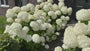 Hortensie - Hydrangea arborescens 'Strong Annabelle'