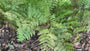 Herbstfarn (immergrün) - Dryopteris erythrosora