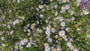 Bio-Sommeraster - Kalimeris incisa 'Blue Star'