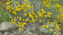 Zypressenkraut (Gelb) - Santolina chamaecyparissus - Heiligenblume