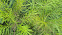 Stern-Immergrün - Amsonia hubrichtii
