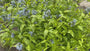 Bio Blue Star - Amsonia 'Blue Ice'