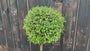 Liguster am Stamm - Ligustrum Jonandrum / Ligustrum delavayanum Halbstamm 80 cm