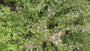 Kleiner Felsenthymian - Clinopodium calamintha 'White Cloud'