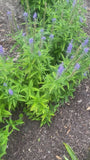 Langer Ehrenpreis - Veronica longifolia 'Blauriesin'