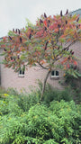 Essigbaum - Rhus typhina