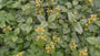 Bunte gelbe Taubnessel - Lamiastrum galeobdolon 'Florentinum'